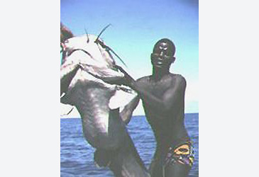 Record photograph for Bathyclarias gigas